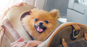 Etiquette for Travelling with Pets